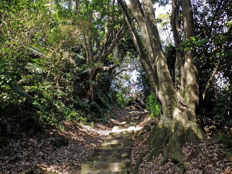 2013-11-09忠義山親山步道084.jpg