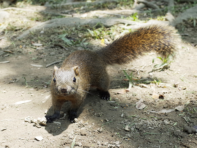 2014-06-12GR二二八公園014.jpg