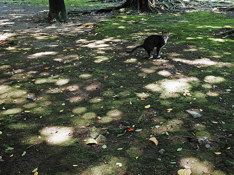 2014-06-12GR二二八公園019.jpg