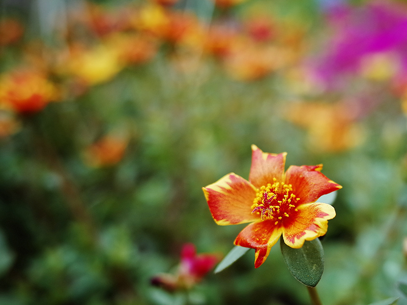 2014-06-15台北花卉村040.jpg