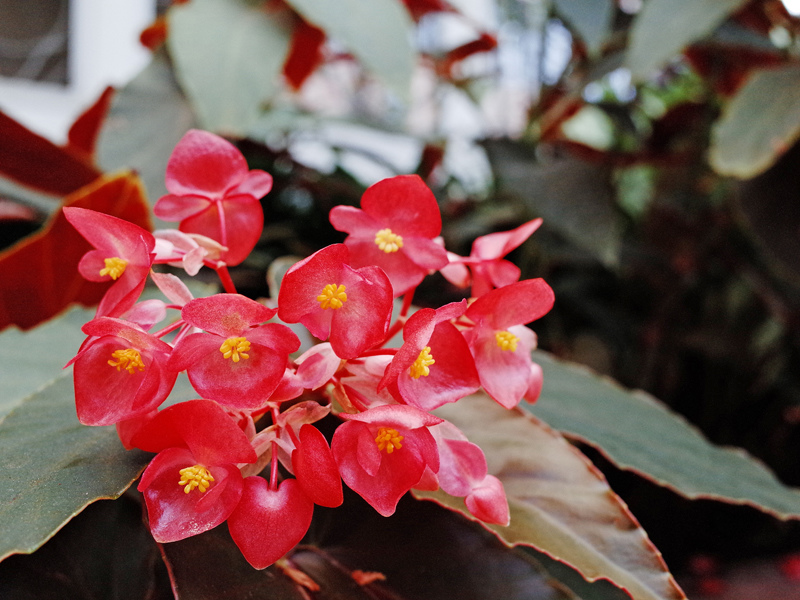 2014-06-21玫瑰公園025.jpg