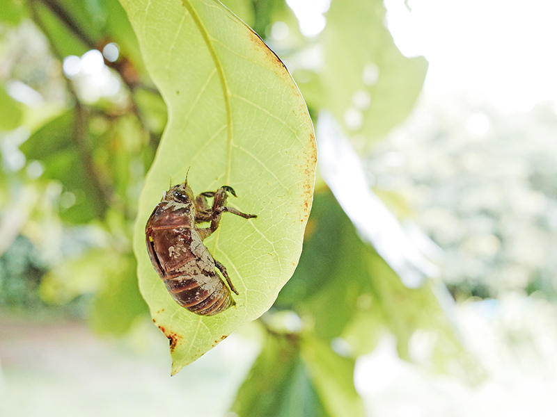 2014-08-10關渡自然公園006.jpg