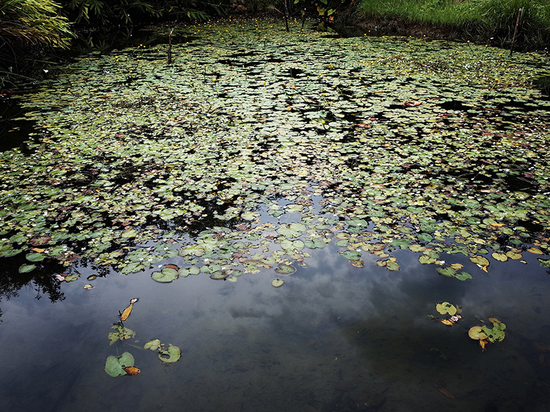 2014-08-10關渡自然公園017.jpg