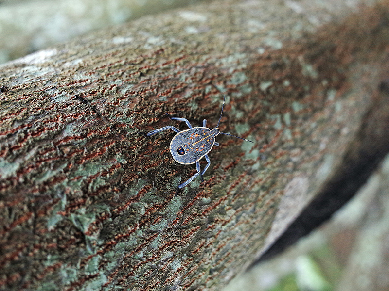 2014-08-10關渡自然公園031.jpg