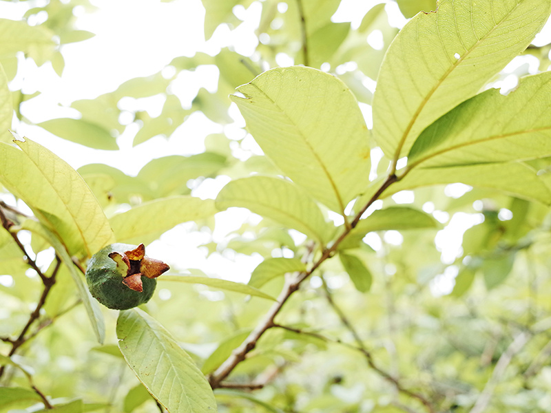 2014-08-10關渡自然公園034.jpg