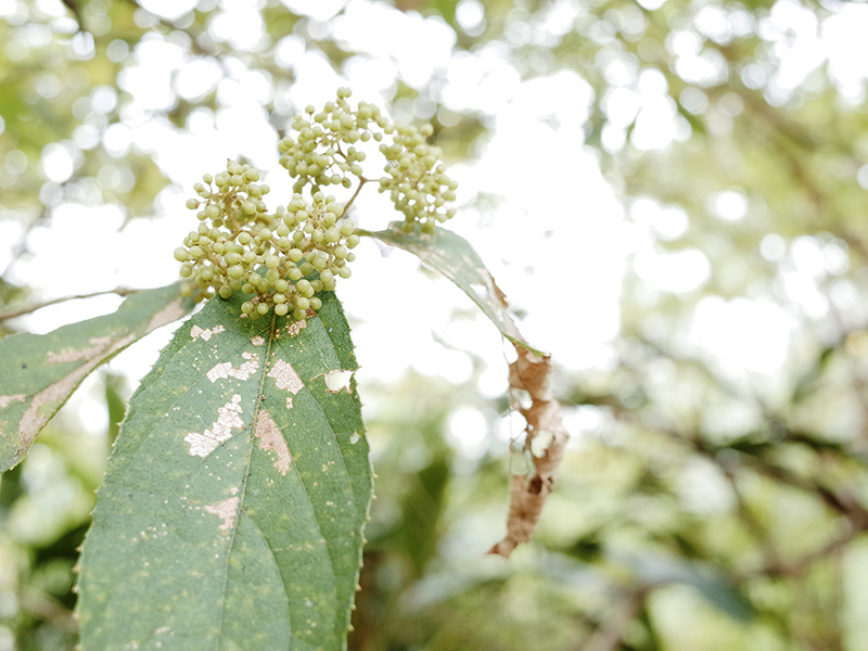 2014-08-10關渡自然公園035.jpg