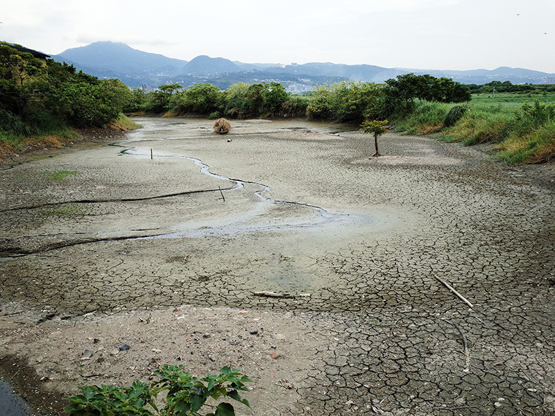 2014-08-10關渡自然公園037.jpg