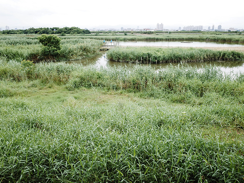 2014-08-10關渡自然公園040.jpg