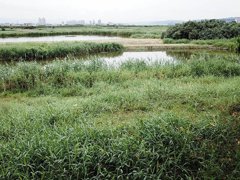 2014-08-10關渡自然公園042.jpg