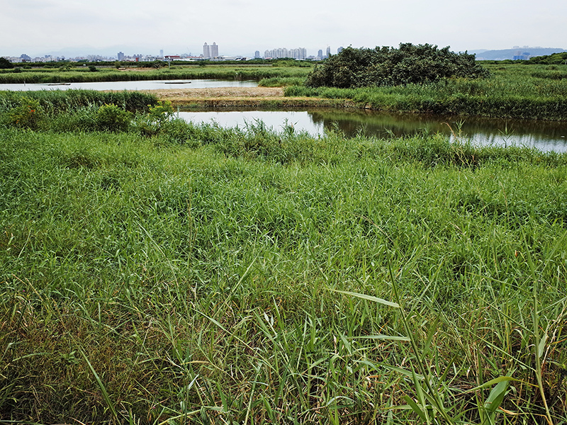 2014-08-10關渡自然公園047.jpg