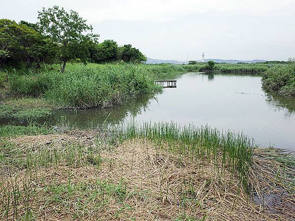 2014-08-10關渡自然公園052.jpg