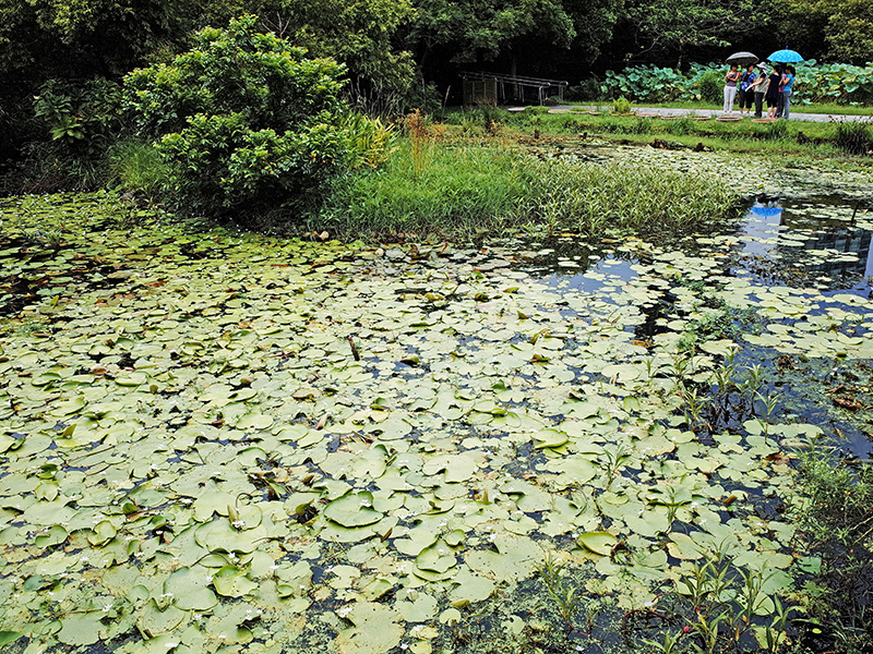 2014-08-10關渡自然公園062.jpg