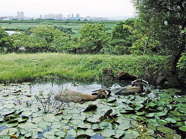 2014-08-10關渡自然公園070.jpg