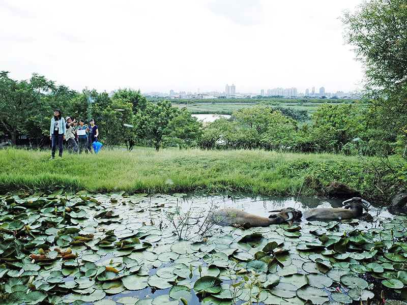 2014-08-10關渡自然公園071.jpg