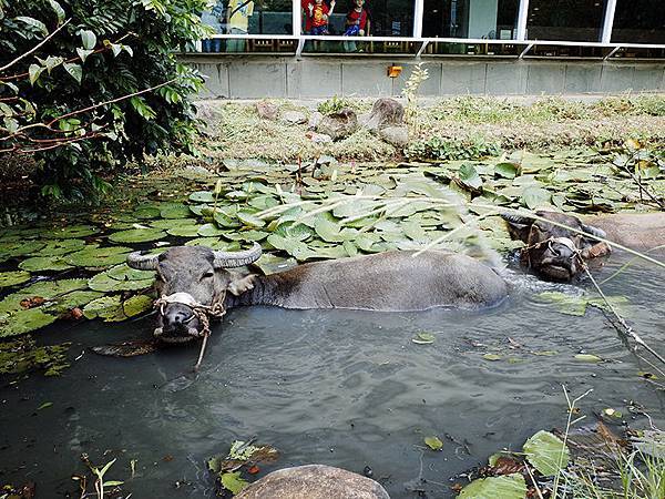 2014-08-10關渡自然公園073.jpg