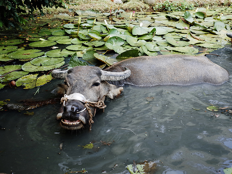 2014-08-10關渡自然公園074.jpg