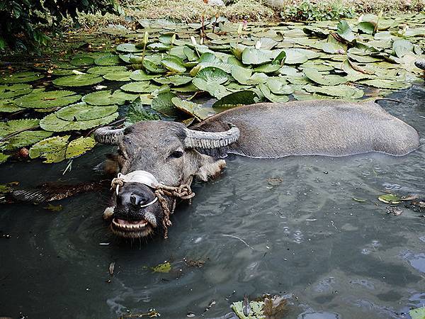 2014-08-10關渡自然公園074.jpg