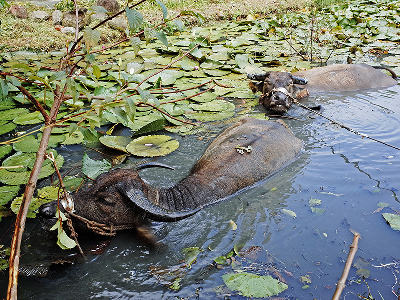 2014-08-10關渡自然公園076.jpg