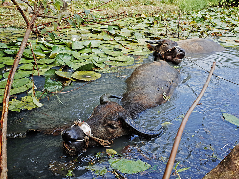 2014-08-10關渡自然公園077.jpg