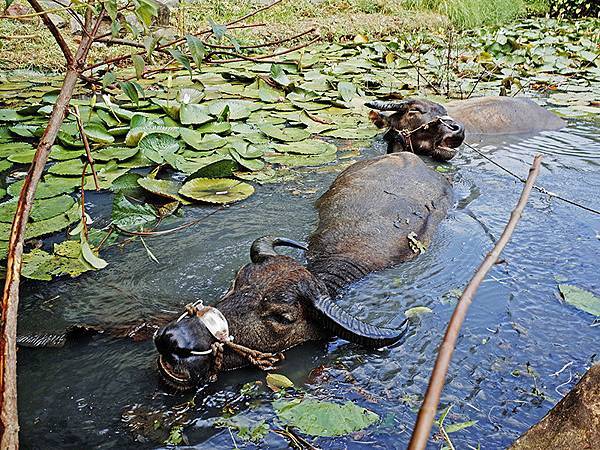 2014-08-10關渡自然公園077.jpg