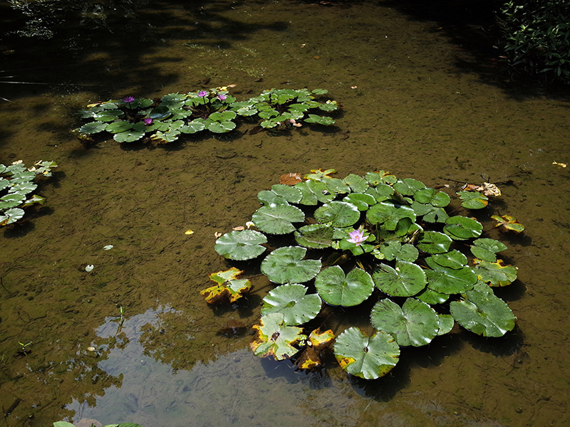 2015-04-05富陽生態公園035.jpg