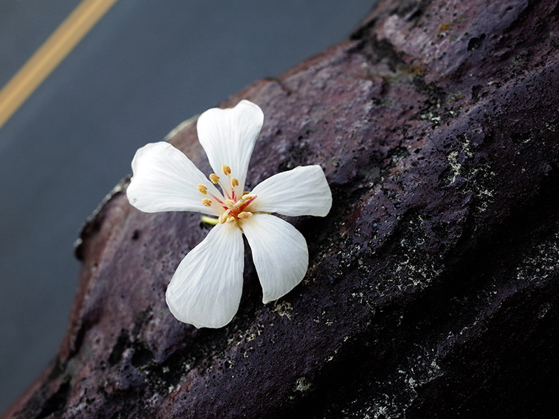 2015-04-15承天禪寺017.jpg