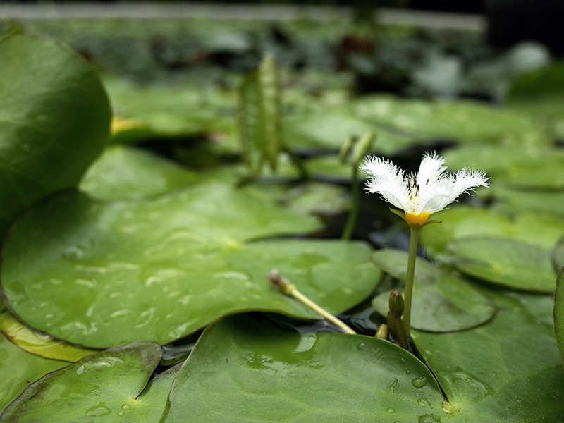 2015-06-07台北花卉村009.jpg