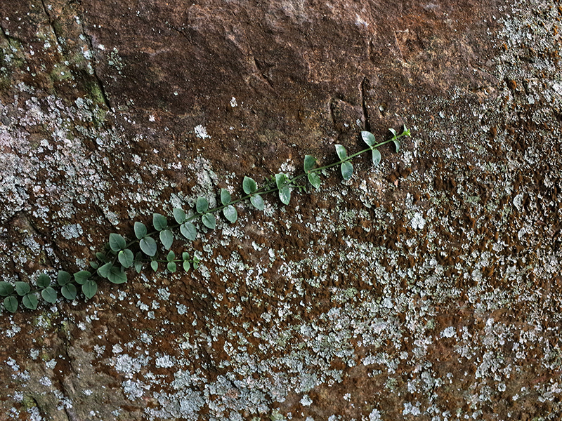 2015-09-19圓通禪寺027.jpg