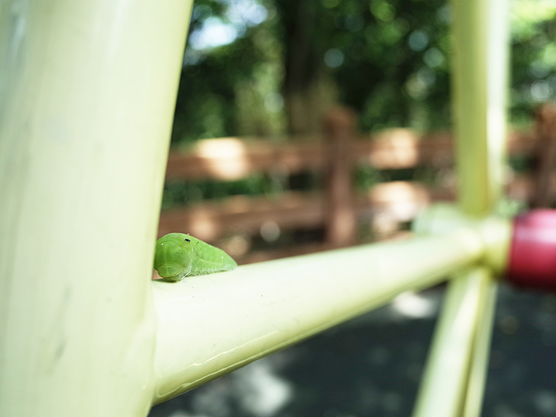 2015-09-19圓通禪寺045.jpg