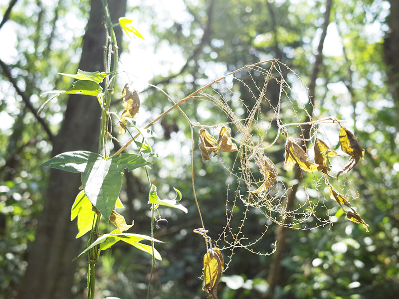 2015-09-19圓通禪寺047.jpg