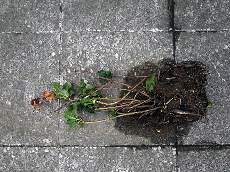 2015-09-28朝鮮味韓國料理033.jpg 2015-09-28朝鮮味韓國料理033.jpg