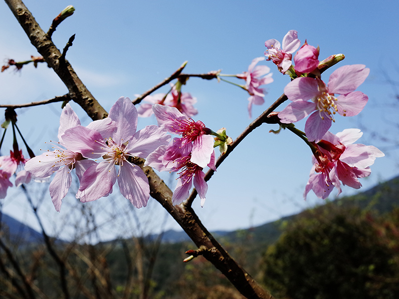 2016-03-06陽明山009.jpg