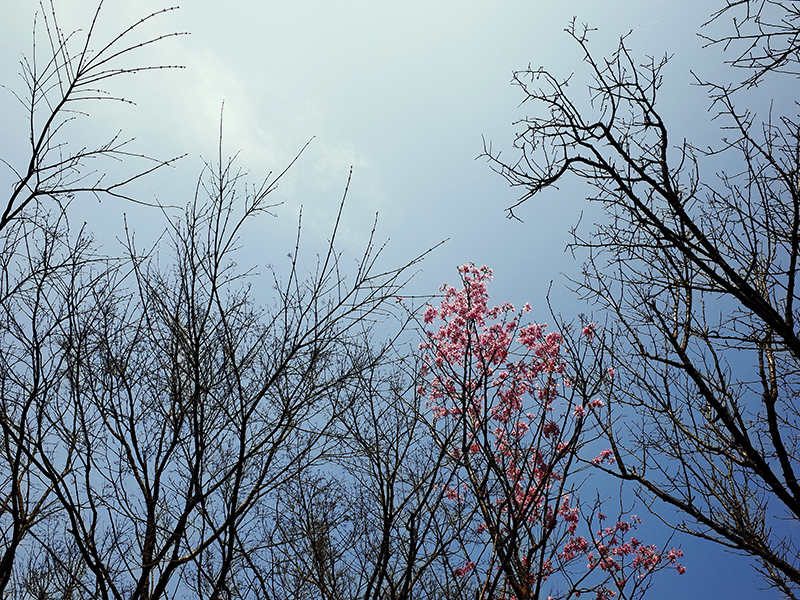 2016-03-06陽明山011.jpg