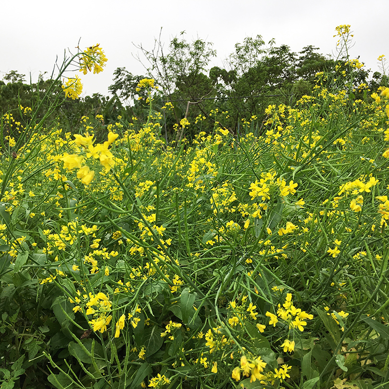 2016-03-13i6s種田012.jpg 2016-03-13i6s種田012.jpg