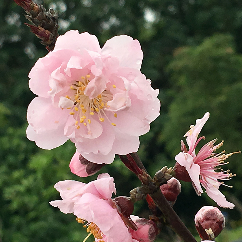 2016-03-13i6s種田019.jpg 2016-03-13i6s種田019.jpg