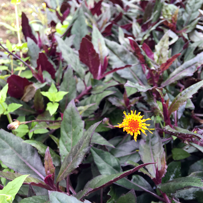 2016-03-13i6s種田022.jpg 2016-03-13i6s種田022.jpg