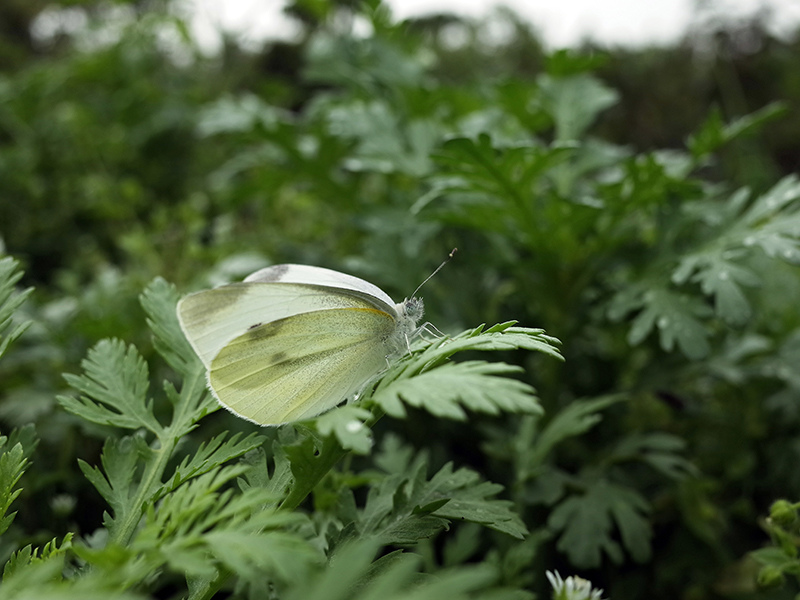 2016-03-13種田008.jpg 2016-03-13種田008.jpg