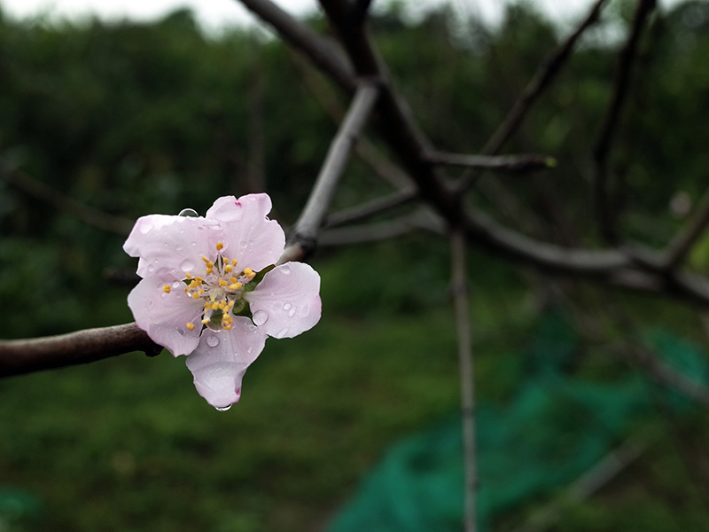 2016-03-13種田010.jpg