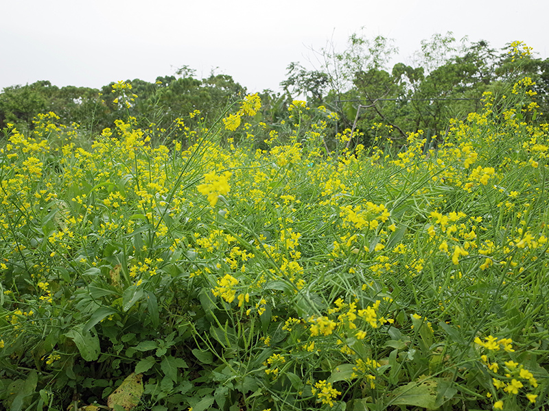 2016-03-13種田012.jpg 2016-03-13種田012.jpg