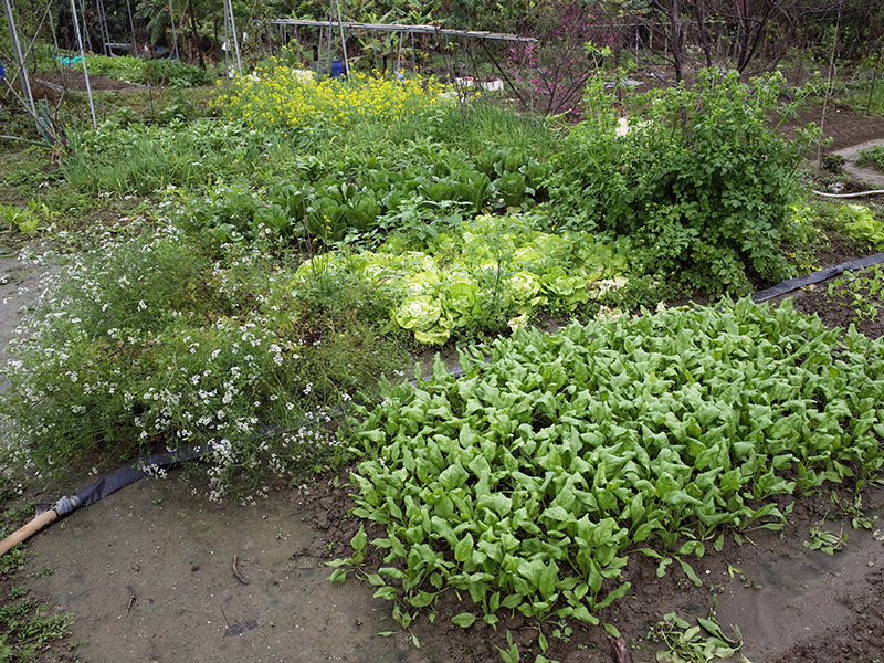 2016-03-13種田005.jpg 2016-03-13種田005.jpg