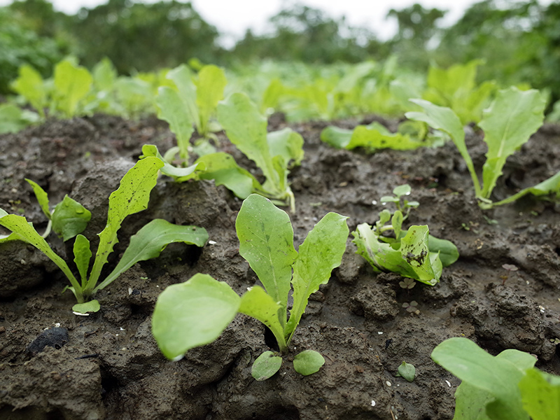 2016-03-13種田014.jpg 2016-03-13種田014.jpg