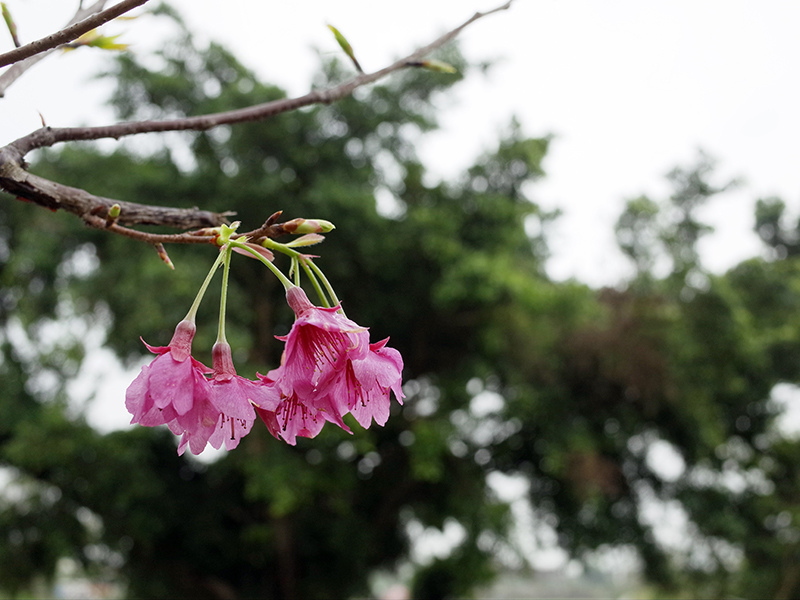 2016-03-13種田015.jpg 2016-03-13種田015.jpg