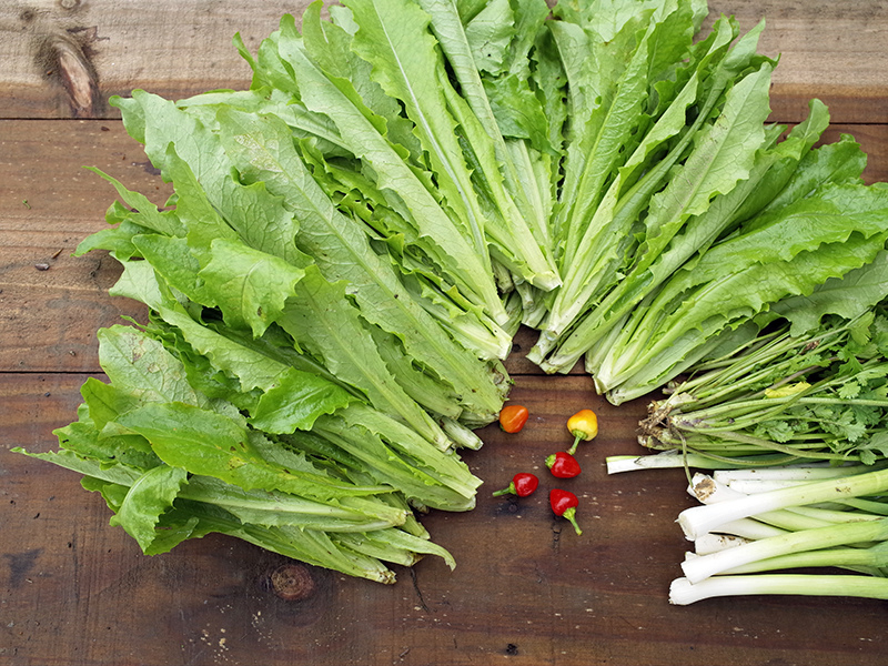 2016-03-13種田020.jpg 2016-03-13種田020.jpg