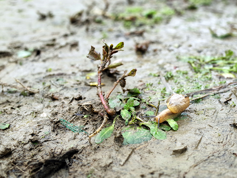 2016-03-13種田023.jpg 2016-03-13種田023.jpg