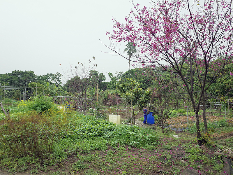 2016-03-13種田016.jpg 2016-03-13種田016.jpg