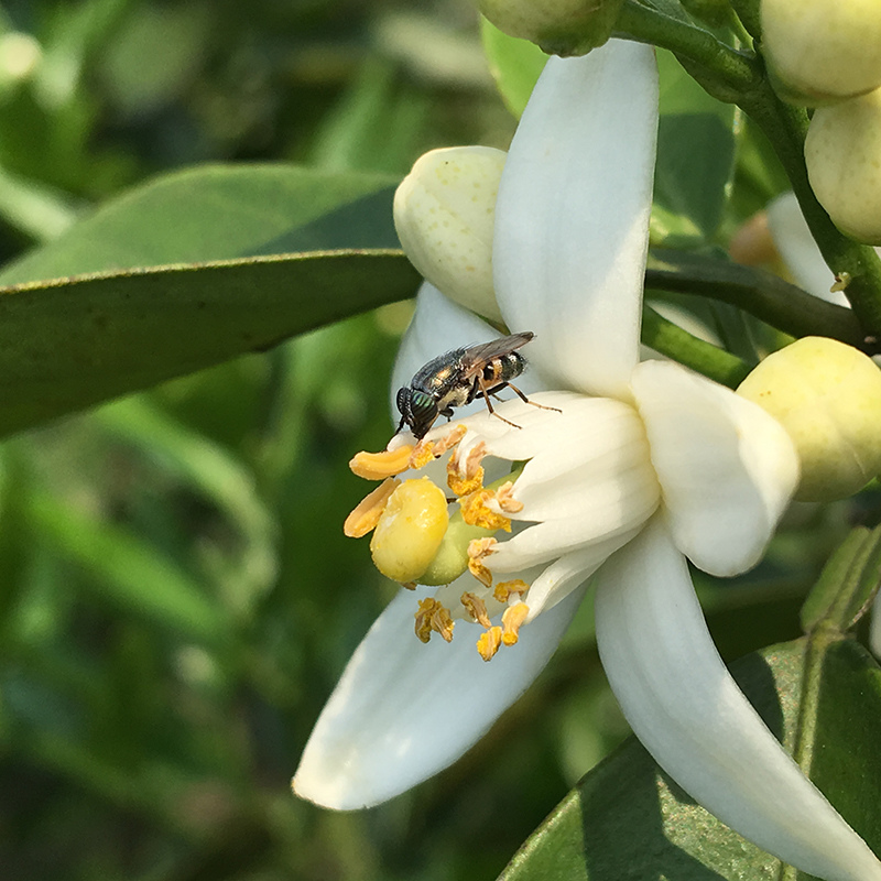 2016-03-26除草017.jpg