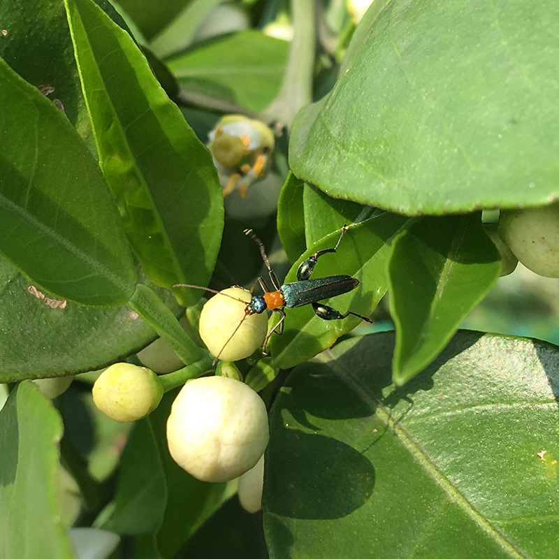 2016-03-26除草019.jpg 2016-03-26除草019.jpg