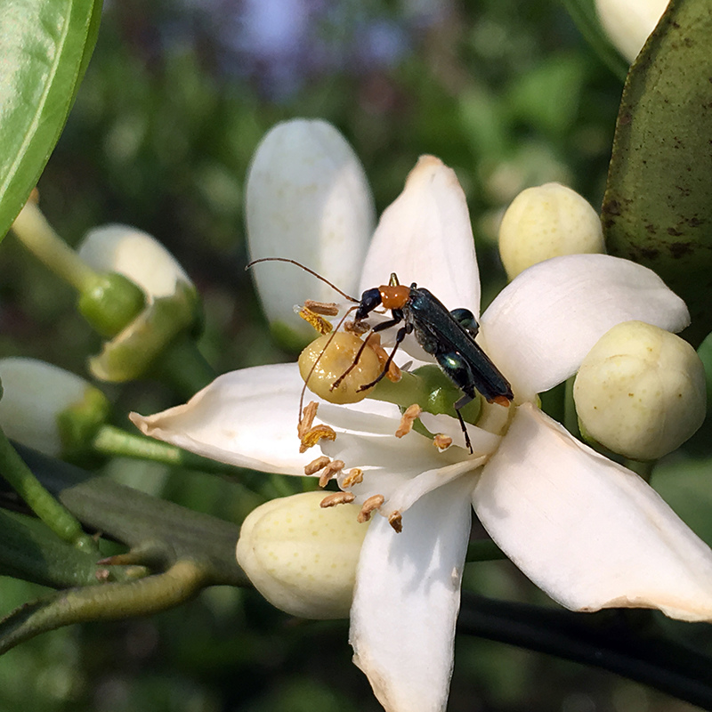 2016-03-26除草026.jpg 2016-03-26除草026.jpg