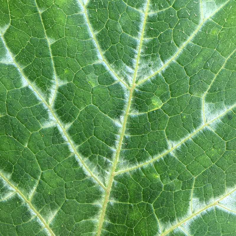 2016-03-26除草028.jpg 2016-03-26除草028.jpg