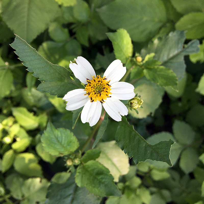 2016-03-26除草037.jpg 2016-03-26除草037.jpg